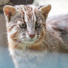 ツシマヤマネコ